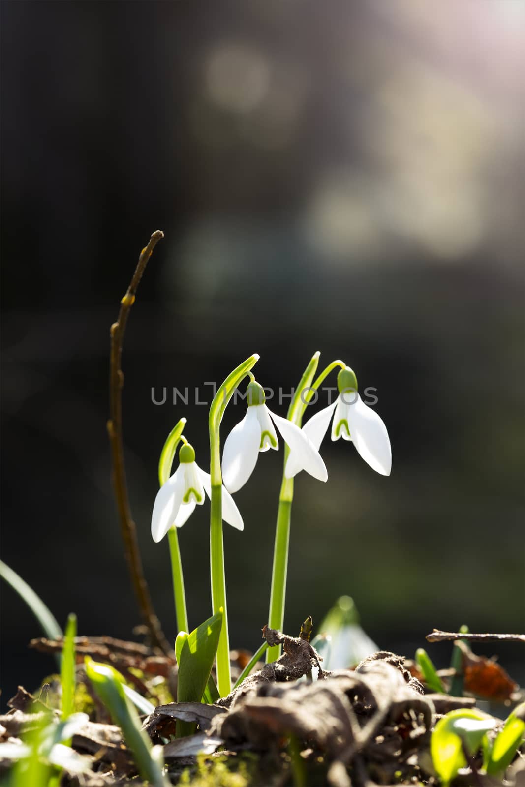 Snowdrops in a nature lit by sun.