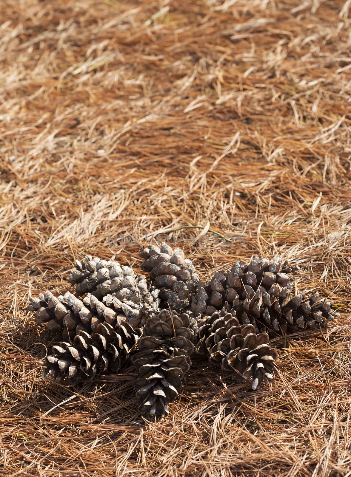 Pine cone shaped in a sun, on a needle stack.
