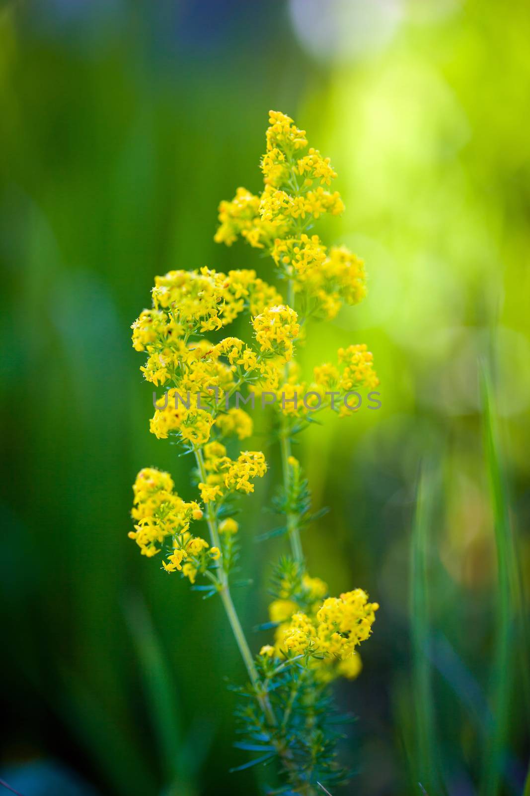 Blooming goldenrod flower on green meadow