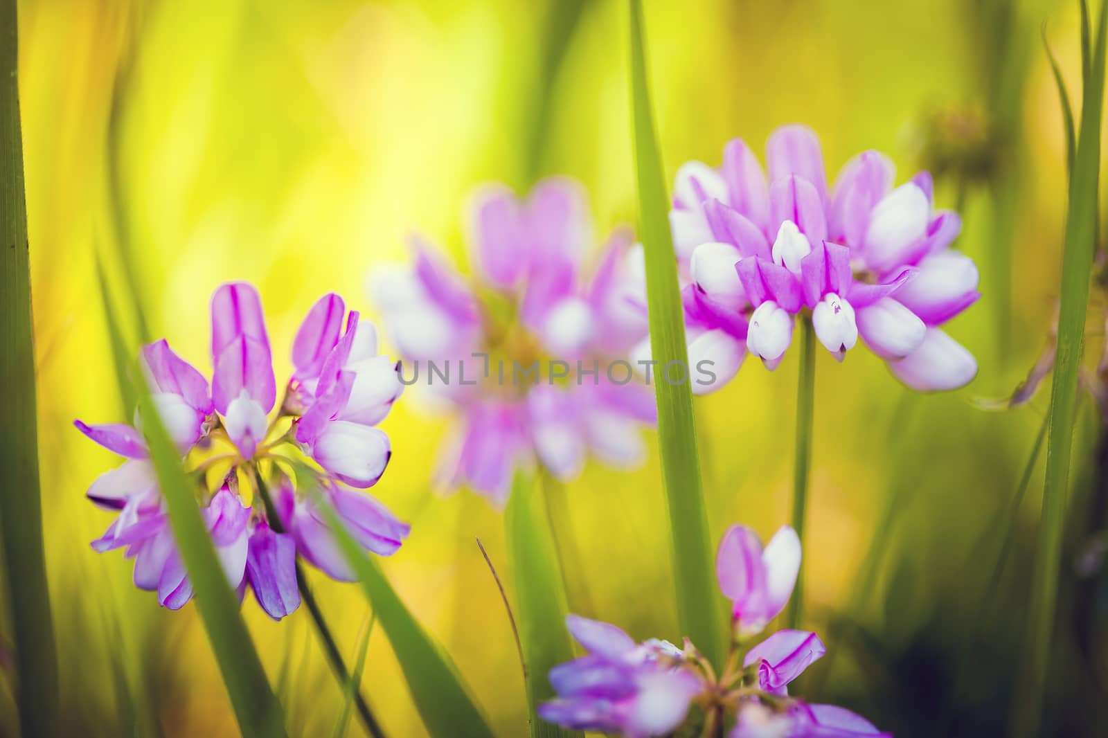 Wild pink spring flowers on green meadow