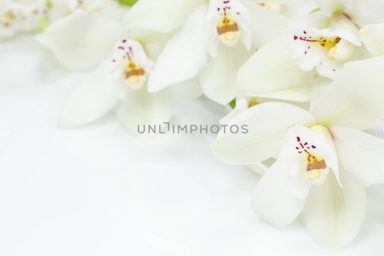 White orchids flowers by Slast20