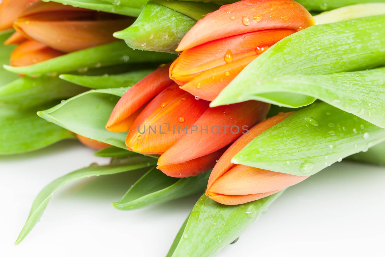 Beautiful orange tulips isolated on white background