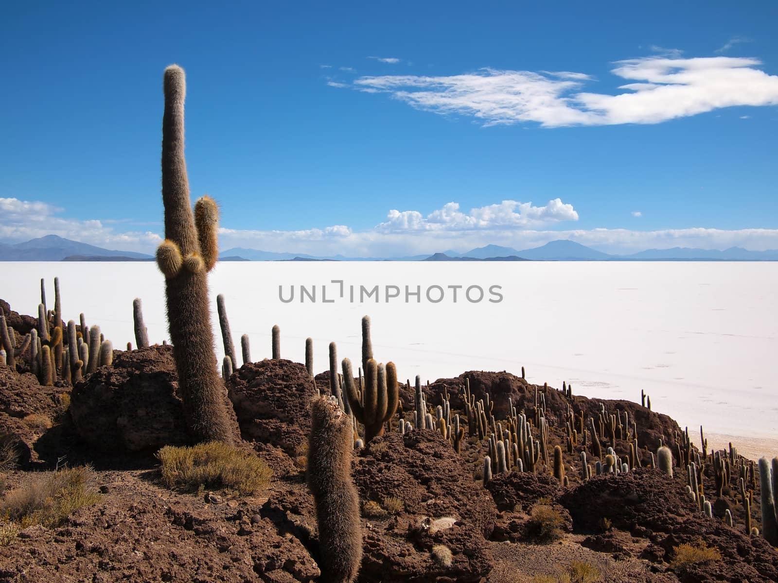 Giant cactus at the border of the Salar de Uyuni salt lake near Uyuni, Bolivia. The cactus grow on the island Isla del Pescado or Isla Incahuasi inside the Salar.