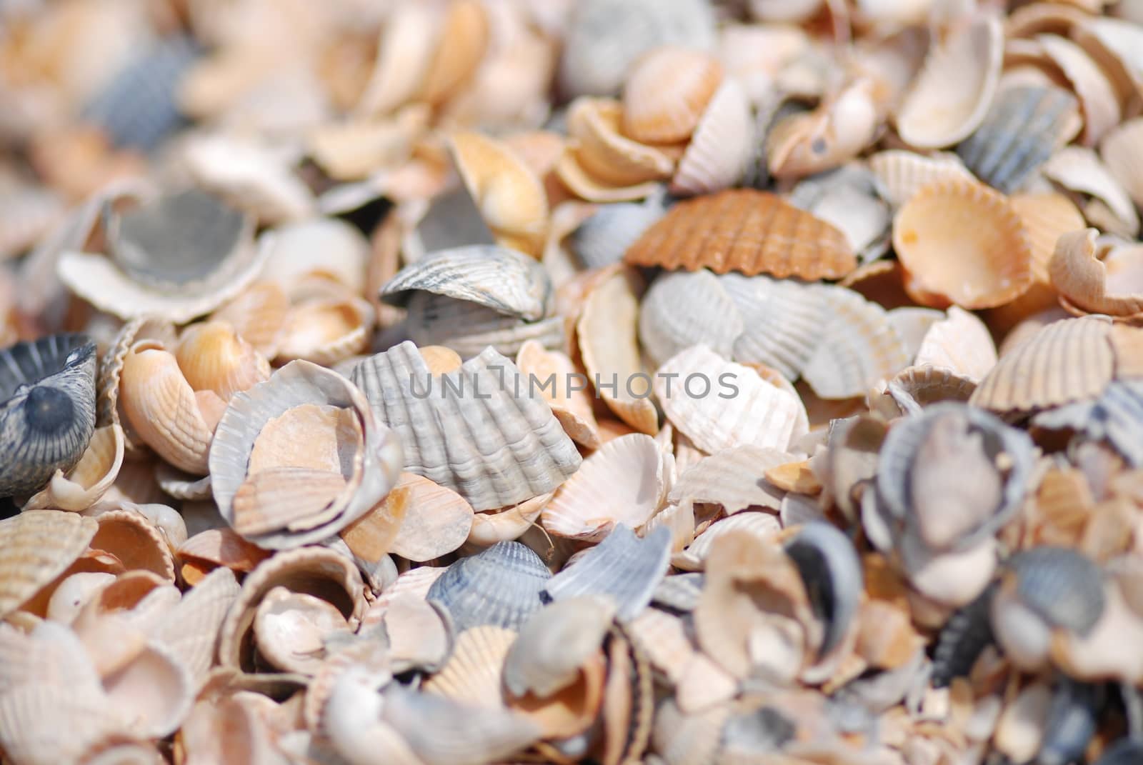 shells by skrotov