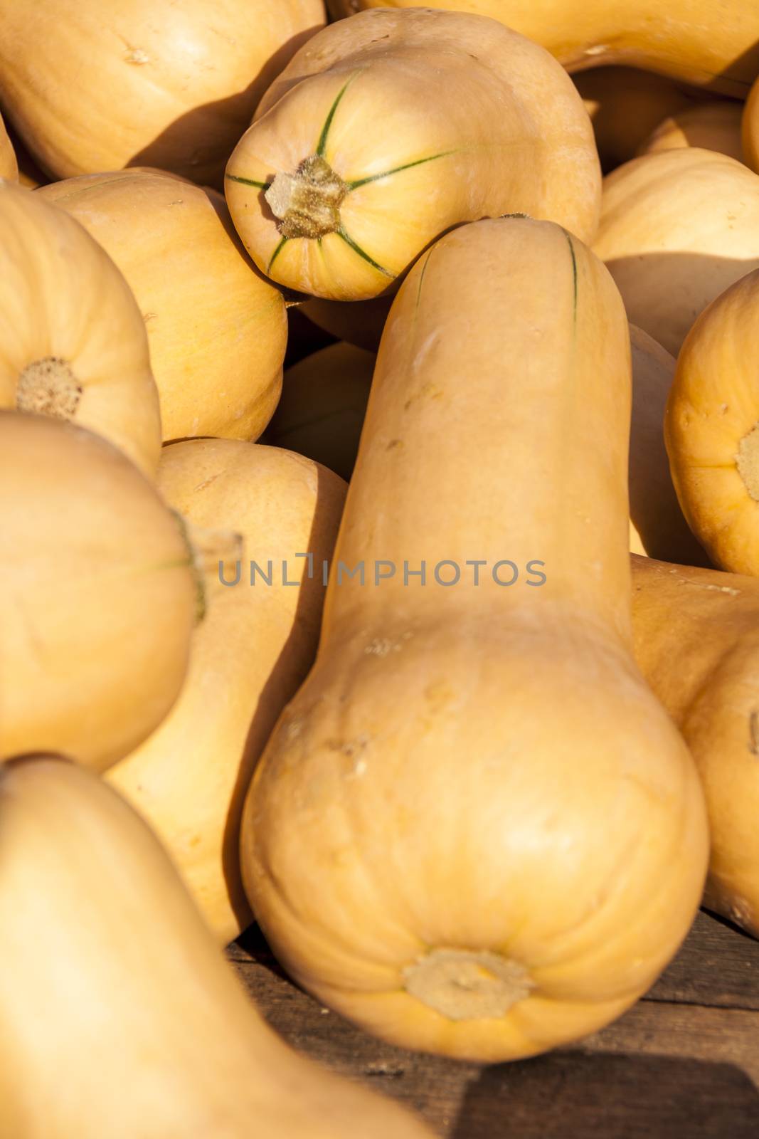 Butternut Butternuss cucurbita pumpkin pumpkins from autumn harv by juniart