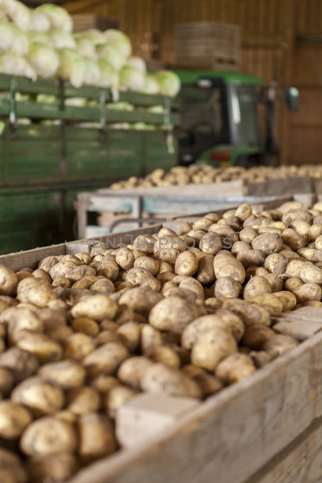 Freshly harvested potatoes and cabbages standing in a barn on a farm in a trailer and wooden bins waiting to go to market for sale