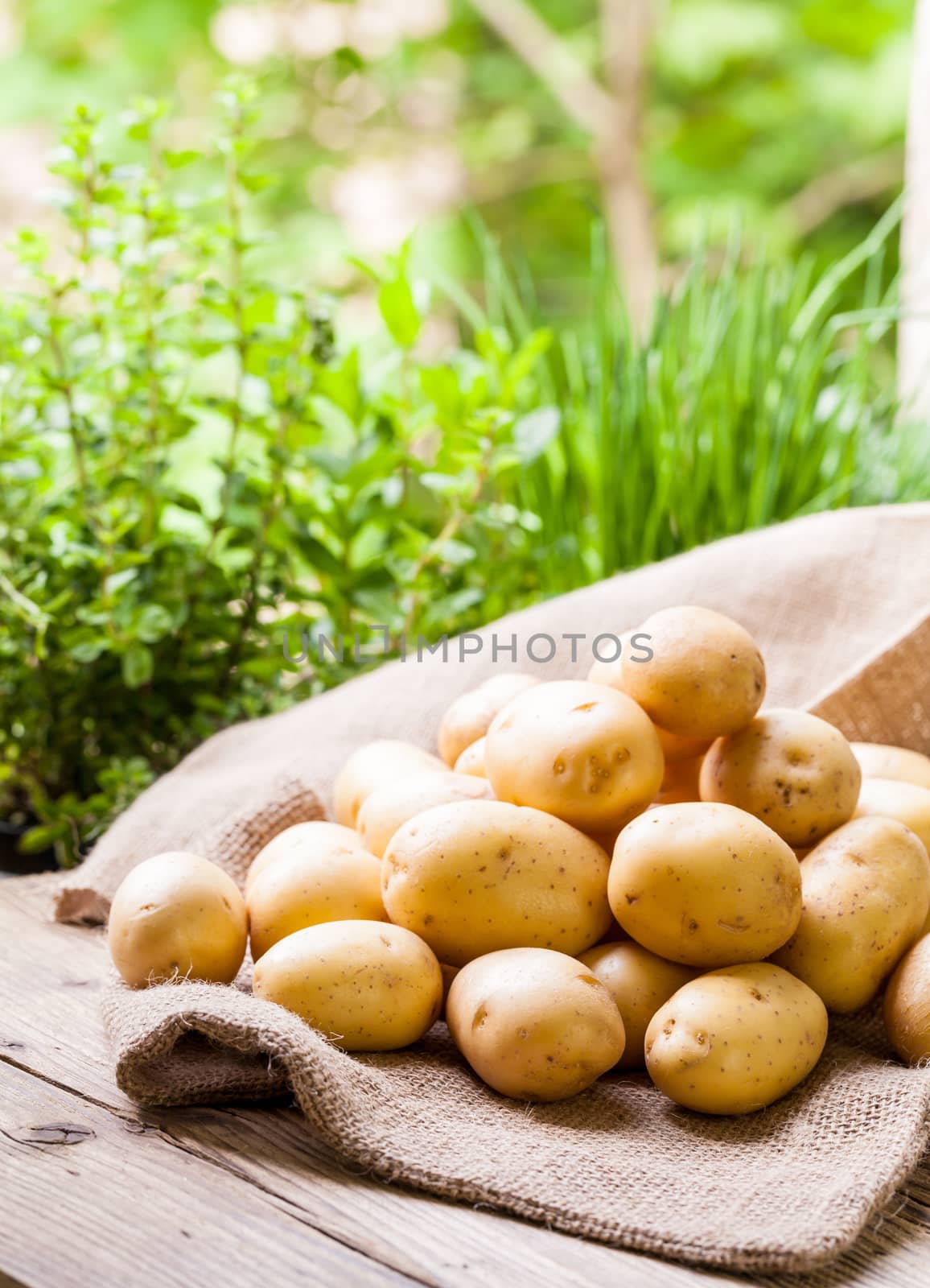 Farm fresh baby potatoes displayed on a hessian sack on a rustic wooden table at farmers market, a healthy nutritious root vegetable popular in vegetarian and vegan cuisine