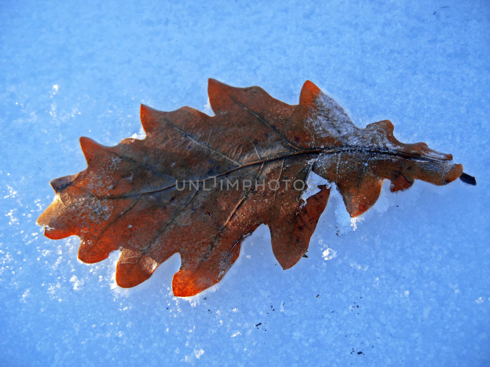 Frozen oak leaves laying in the snow