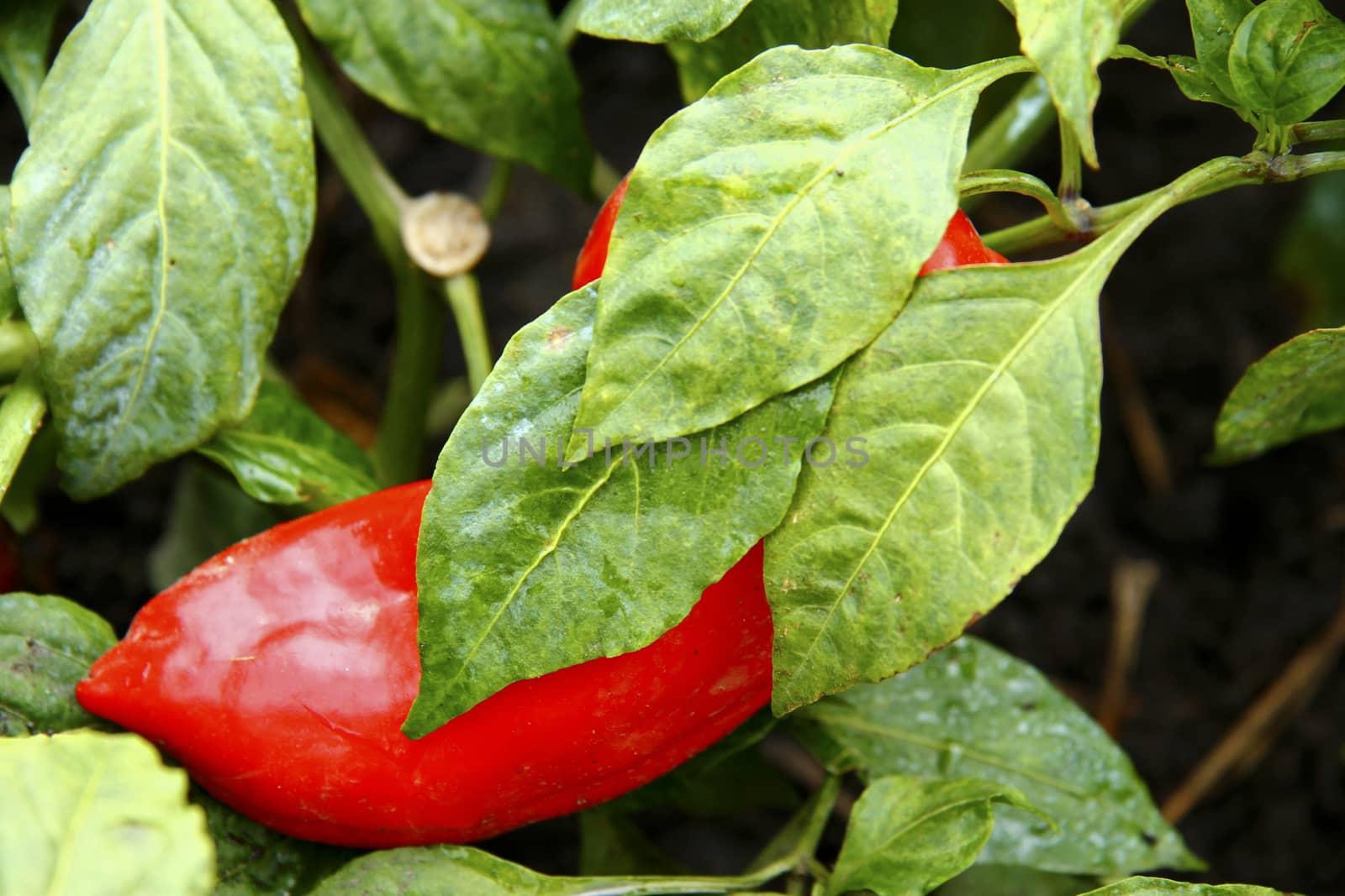 Red Sweet Pepper Growing On The Bed