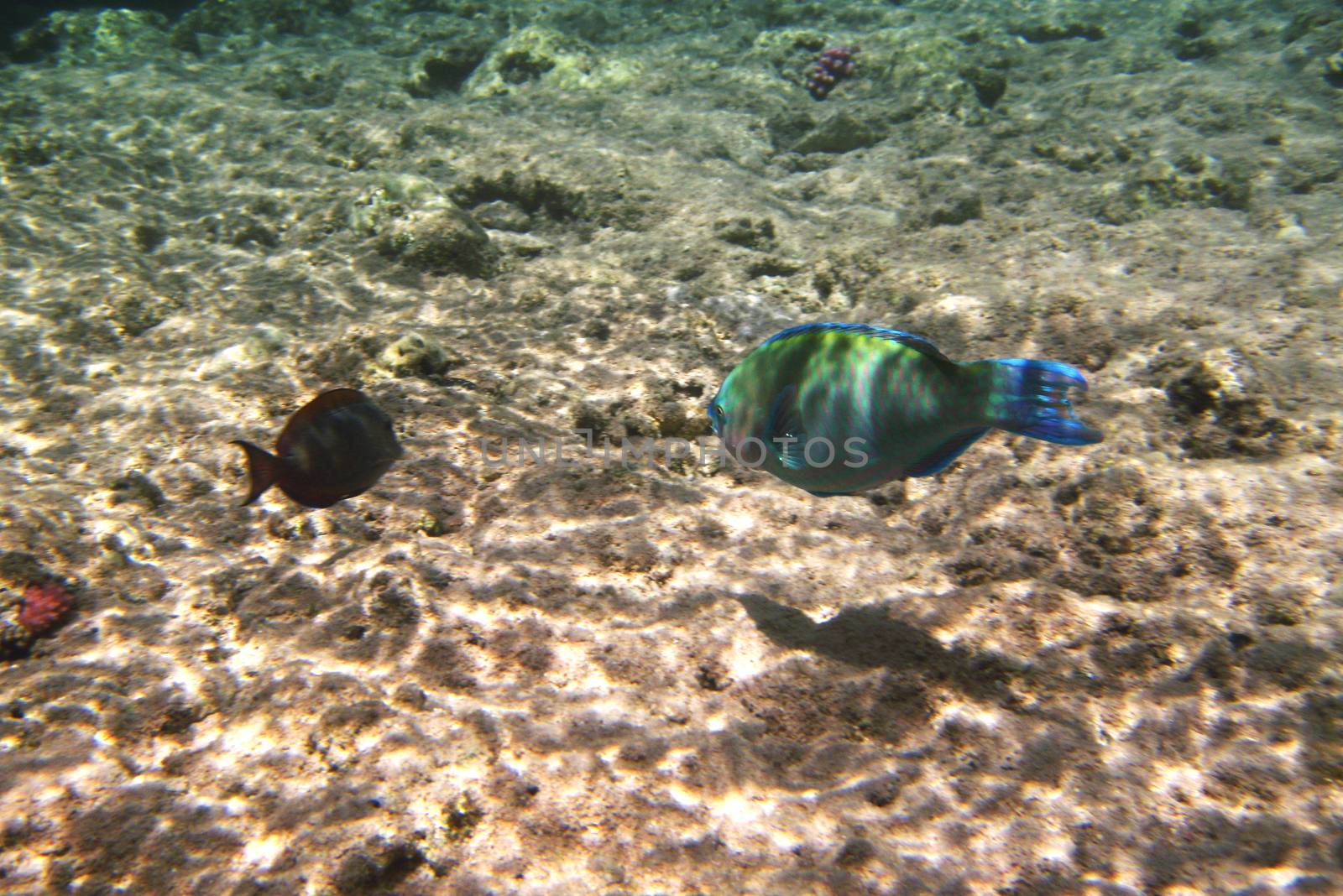 Tropical exotic fish underwater. The pseododax moluccanus