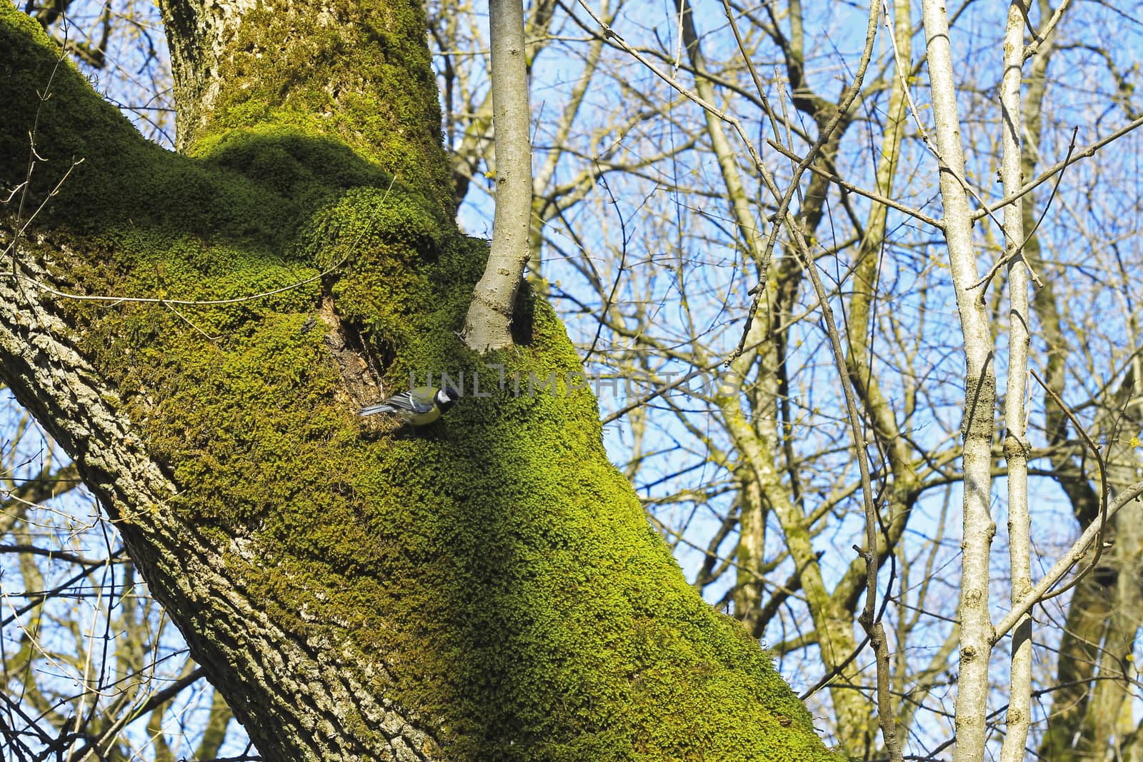 Tit birds on the branch in the winter forest