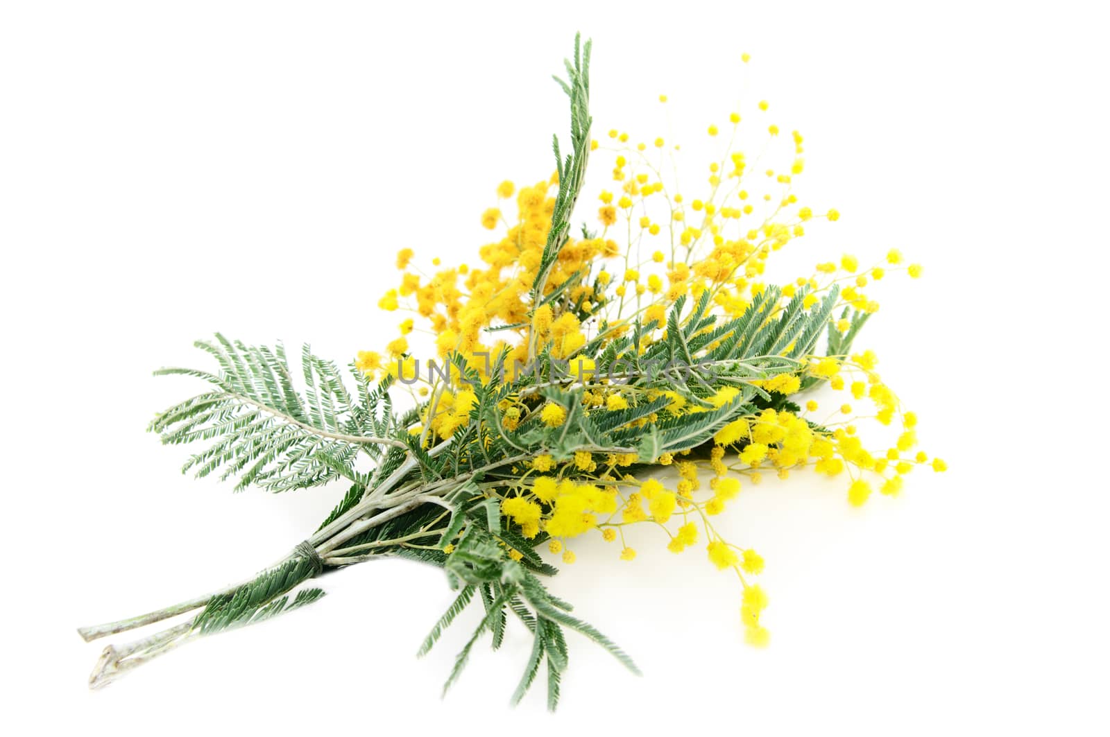 Little bouquet of blooming Silver Acacia ( lat. Acacia dealbata) on white,isolated 