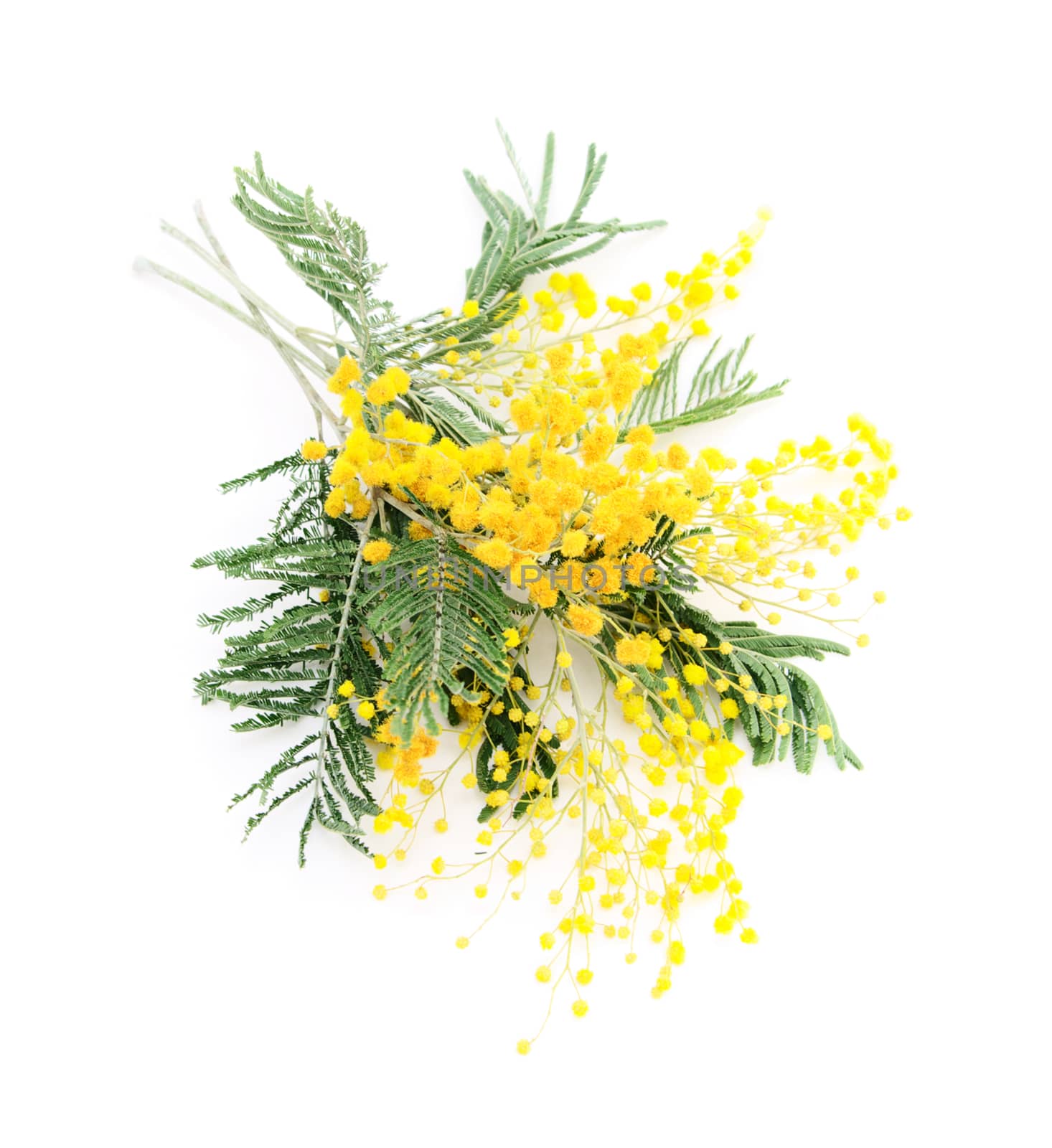 Little bouquet of blooming Silver Acacia ( lat. Acacia dealbata) on white,isolated 