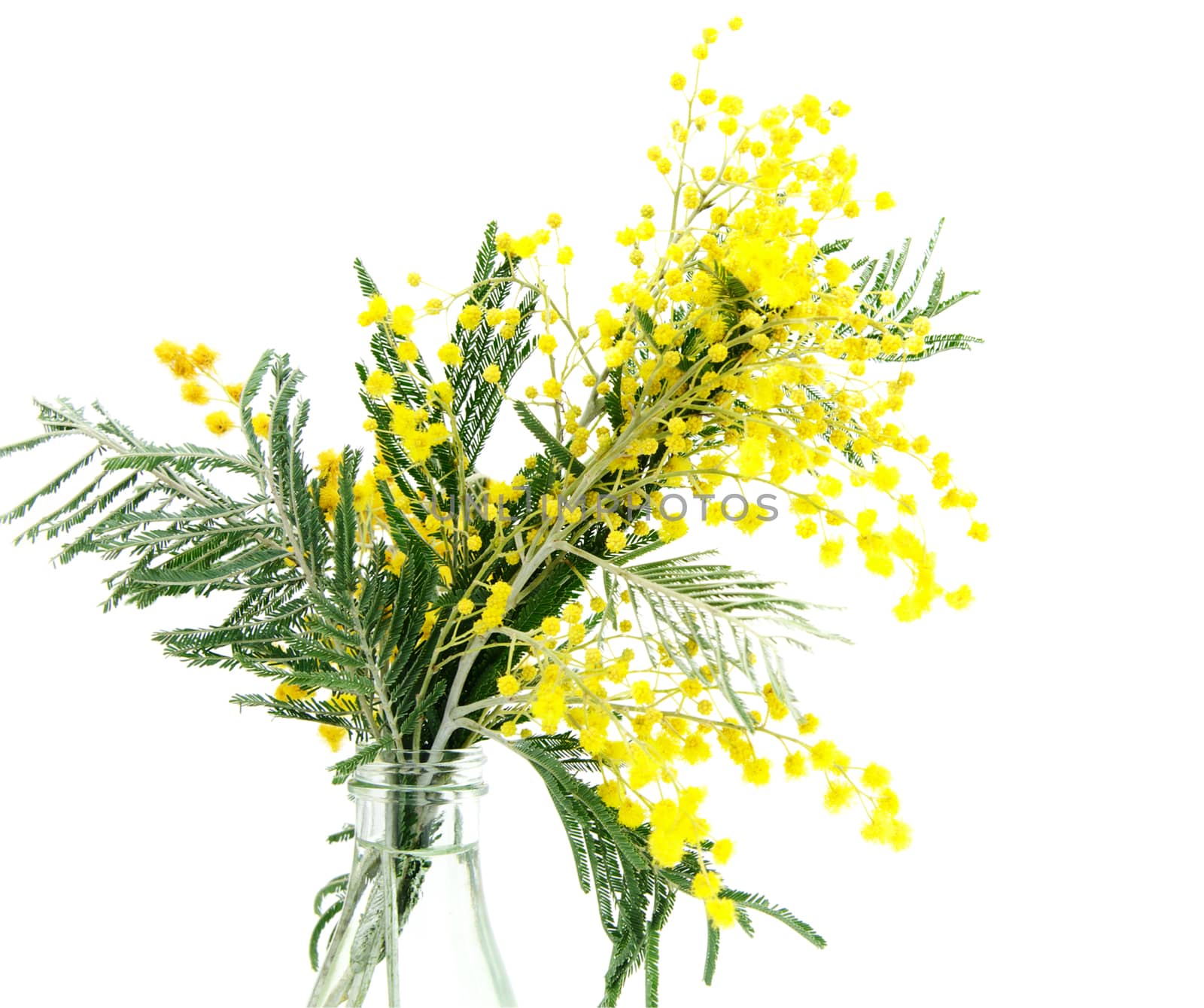 Sprigs of blossoming Silver Acacia in bottle ( lat. Acacia dealbata) on white,isolated  by HGalina