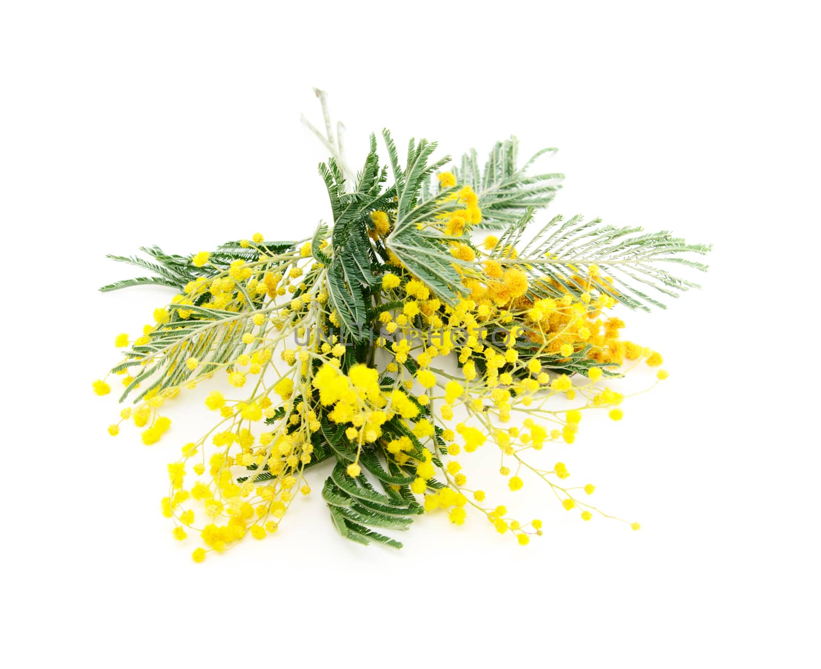 Little bouquet of blooming Silver Acacia ( lat. Acacia dealbata) on white,isolated 