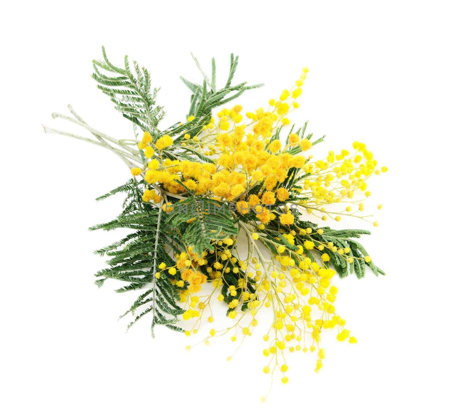 Little bouquet of blooming Silver Acacia ( lat. Acacia dealbata) on white,isolated 