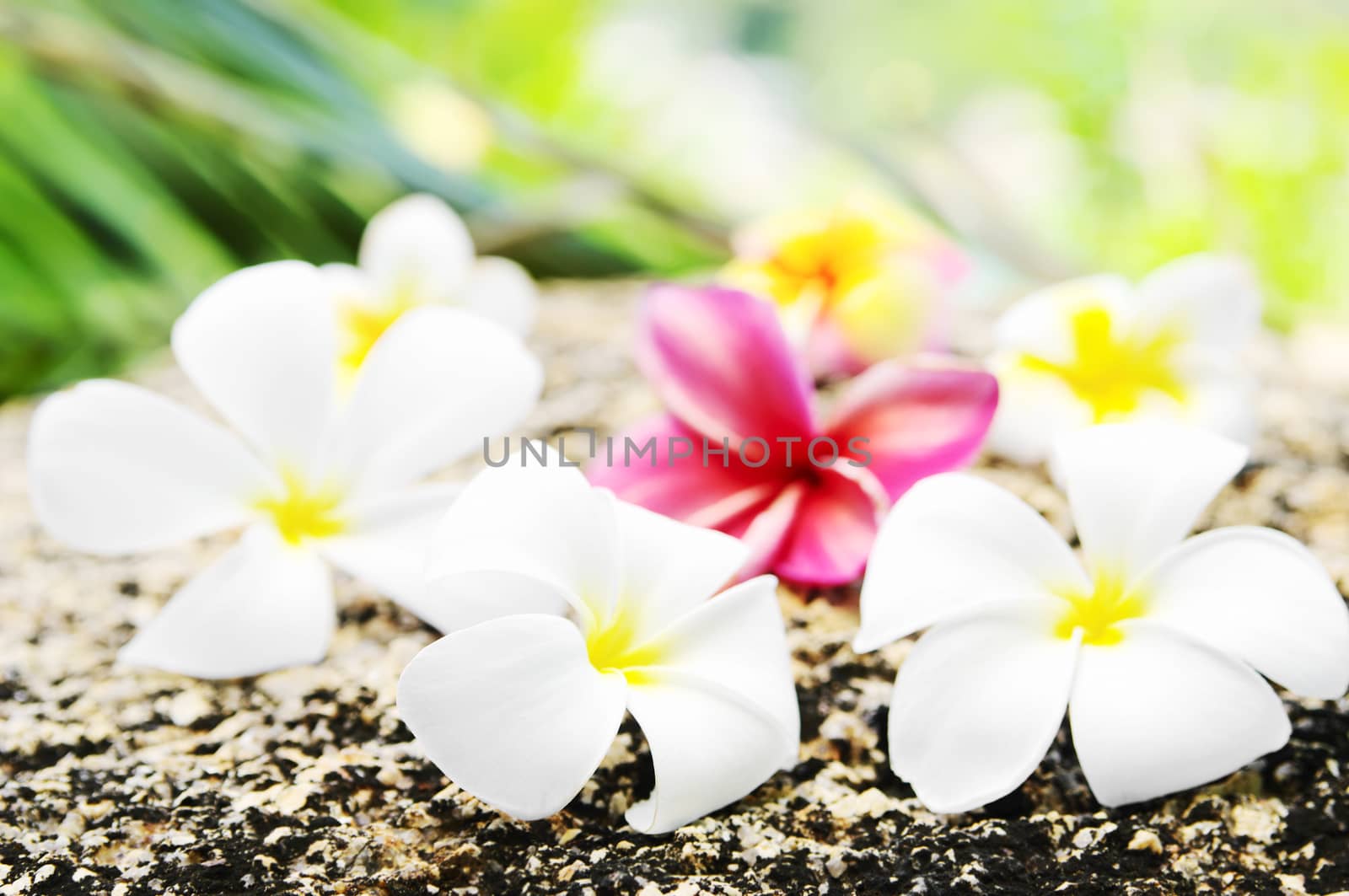 Flowers frangipani (lat.Plumeria) closeup. Soft focus,shallow depth of field. 