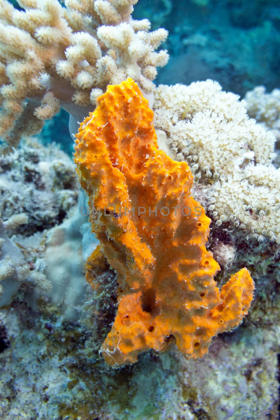 coral reef with sea sponge in tropical sea- underwater by mychadre77