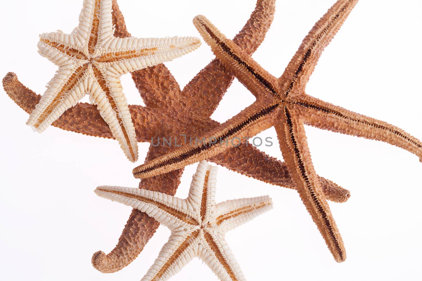 some of sea stars isolated on white background