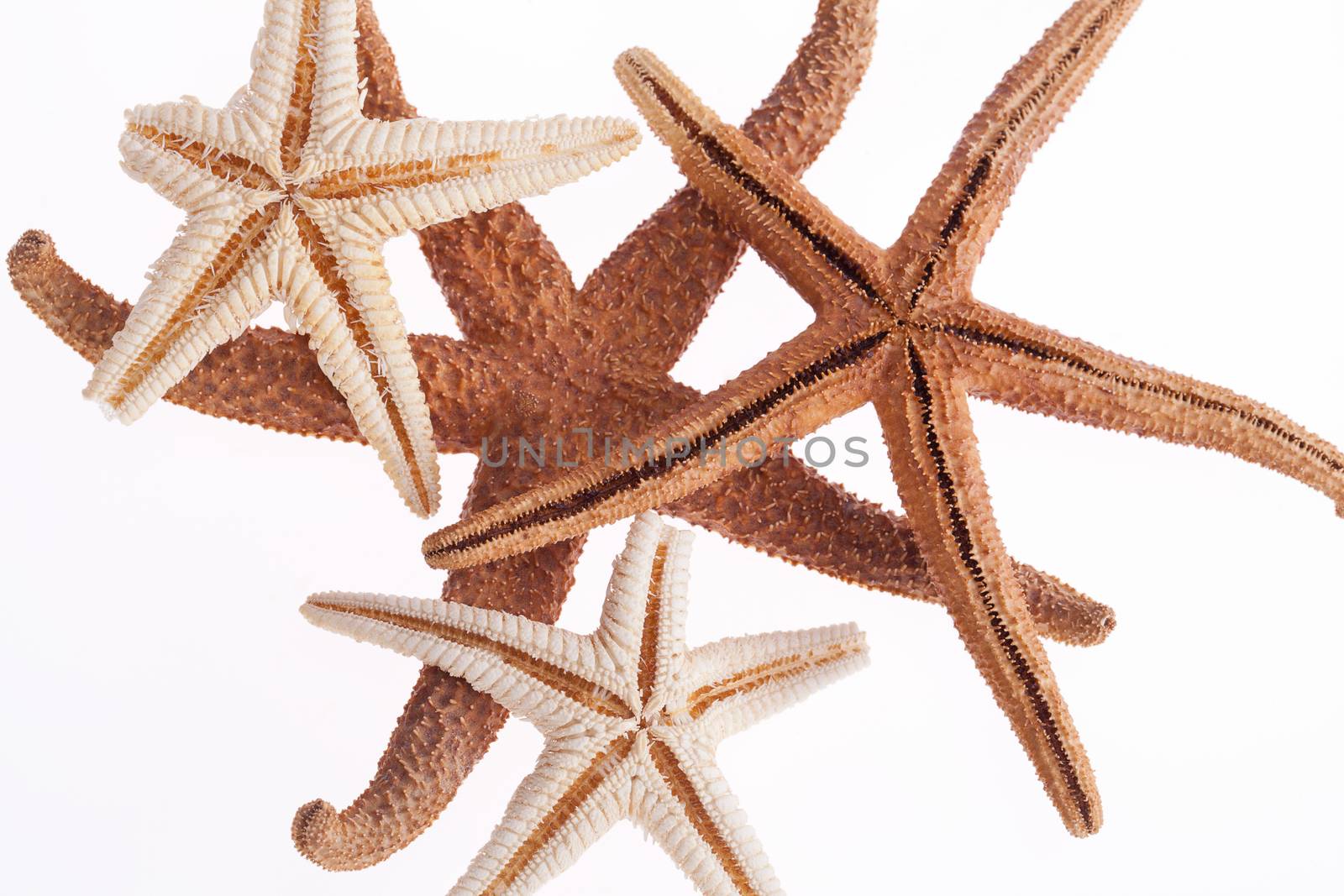 some of sea stars isolated on white background by mychadre77