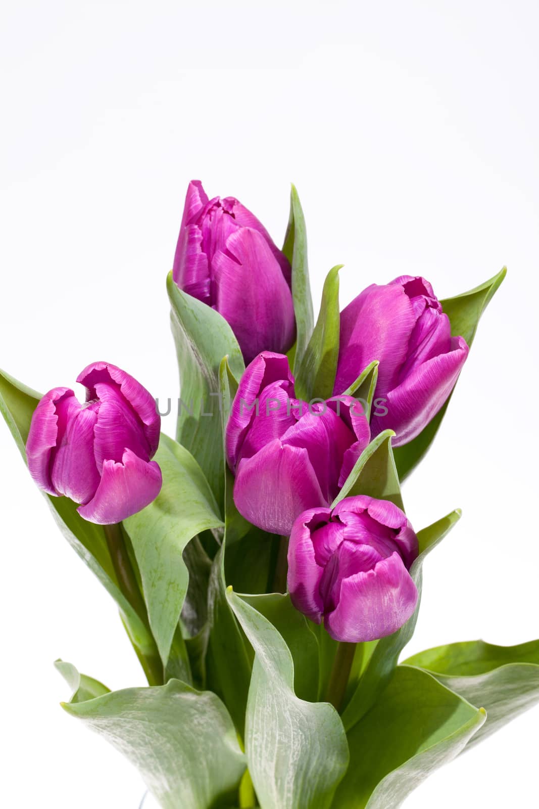 bouquet of blooming spring flowers violet tulips on white background