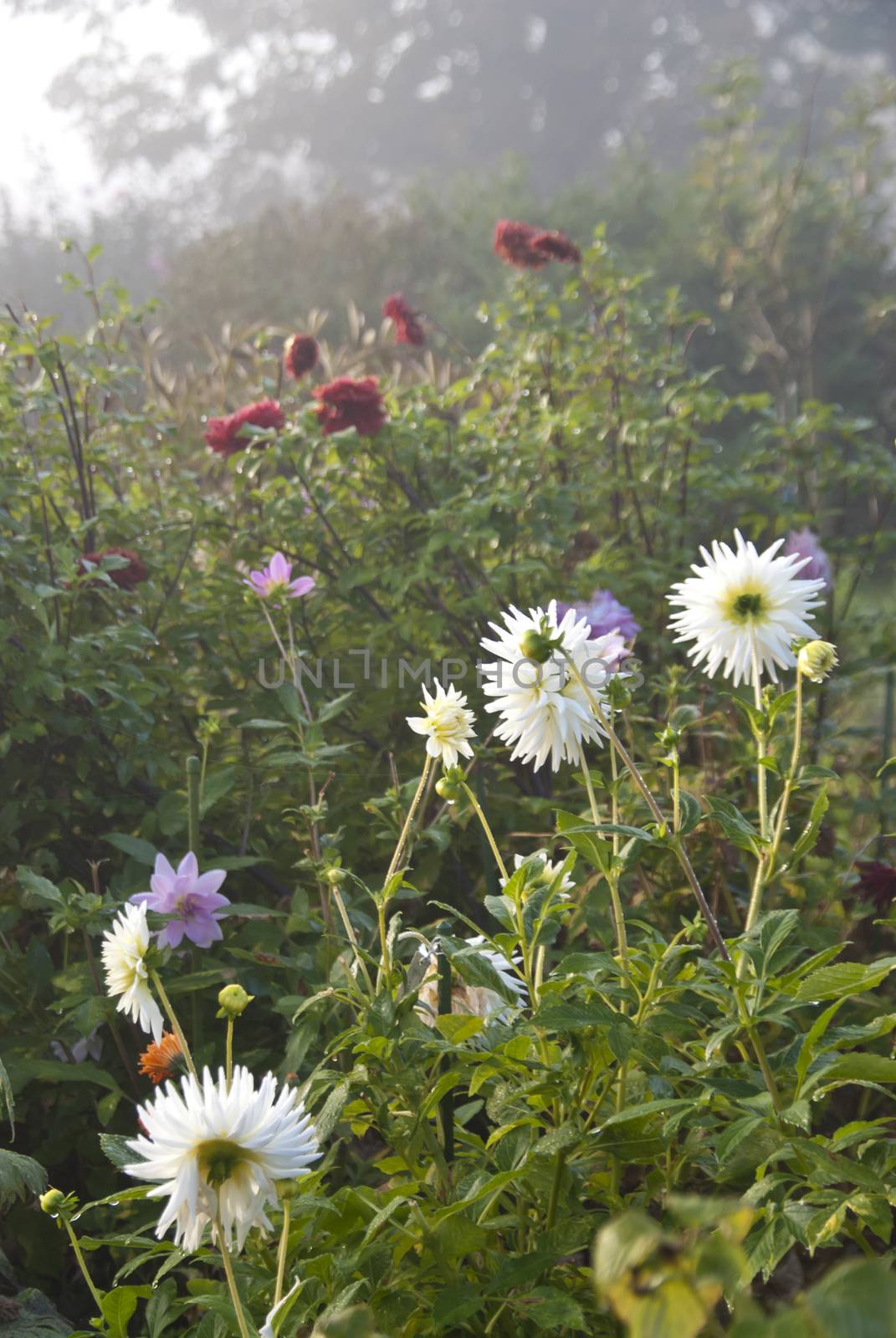 Flowering Garden
