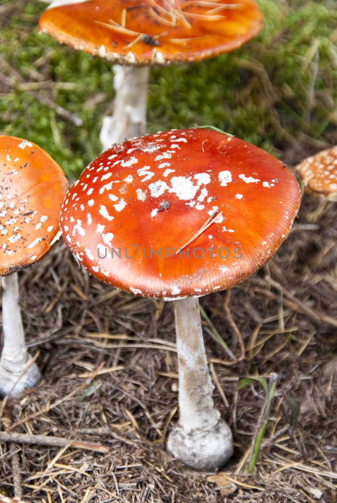 Amanita muscaria
