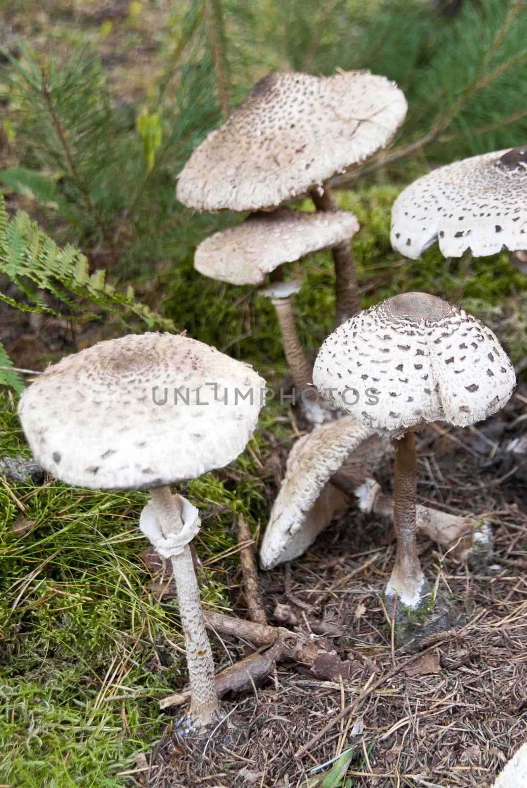 macrolepiota procera