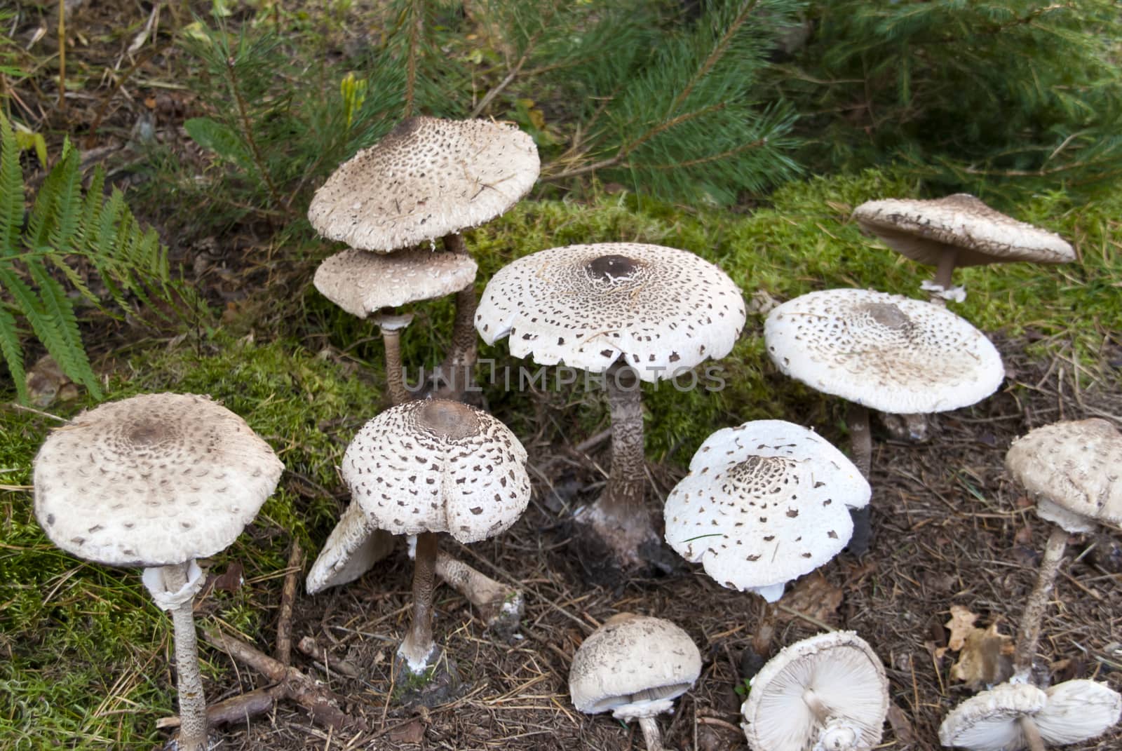 macrolepiota procera