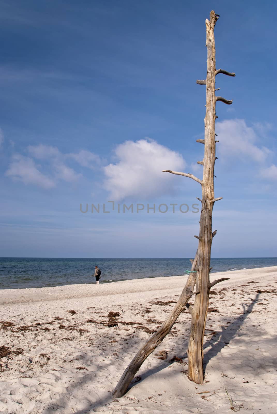 Flotsam on Darss in Germany