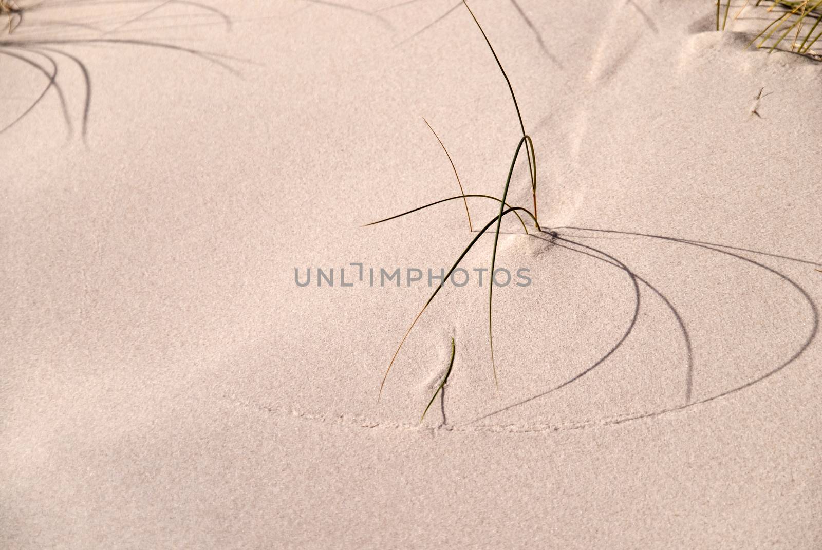 Detail of a sandy Dune