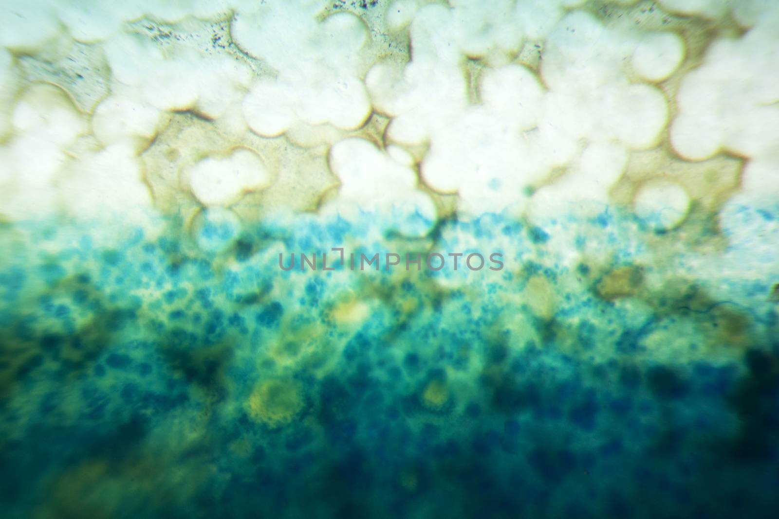 Slice of an Agate under Microscope