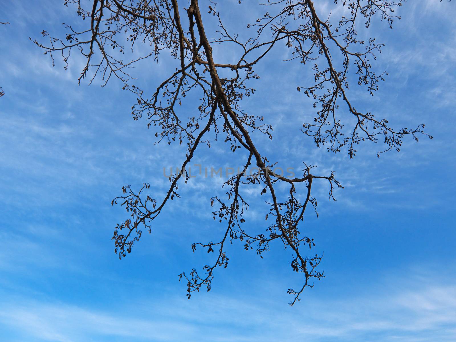 Naked branches on the clouds sky background