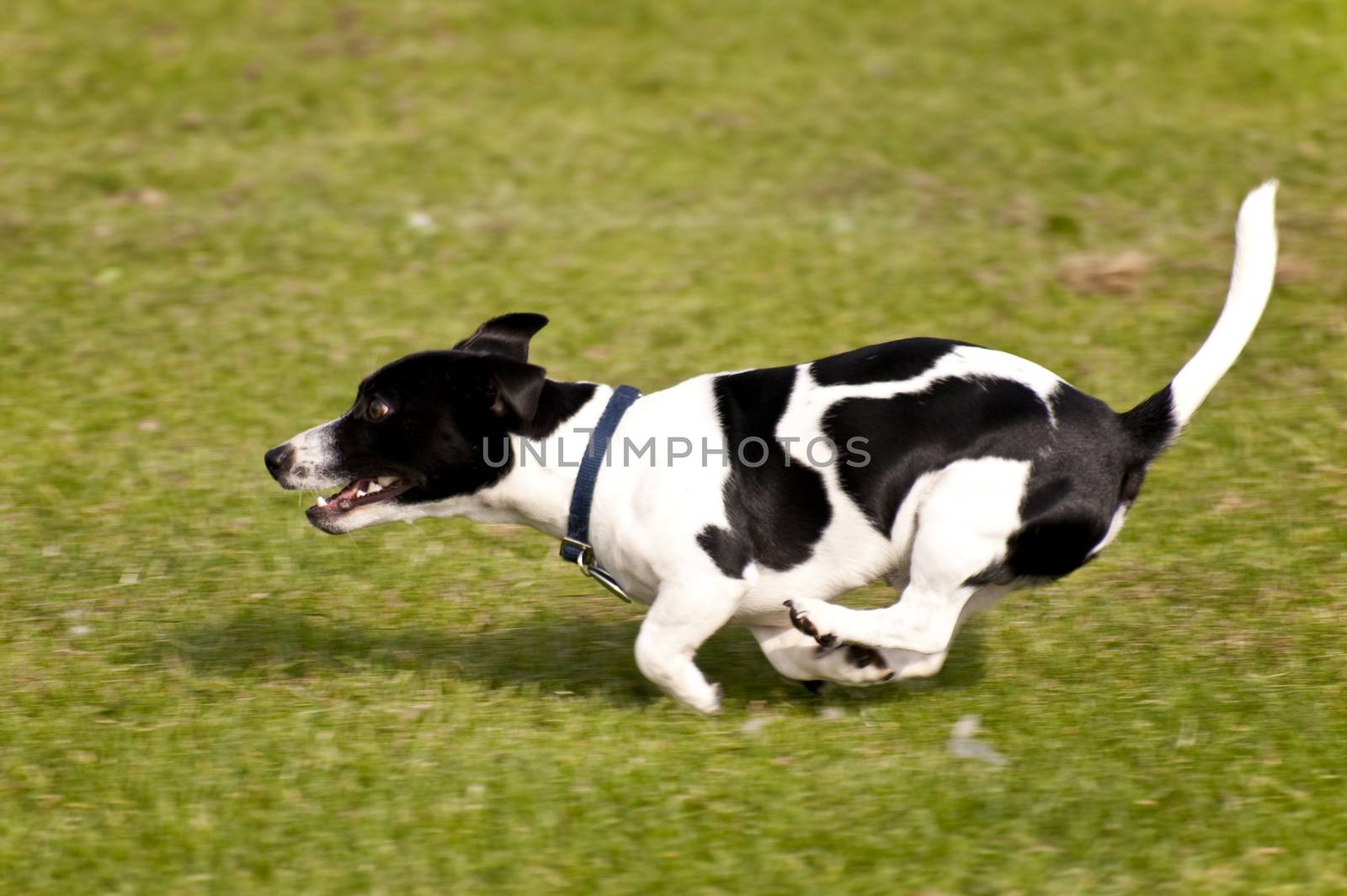 Dog Race