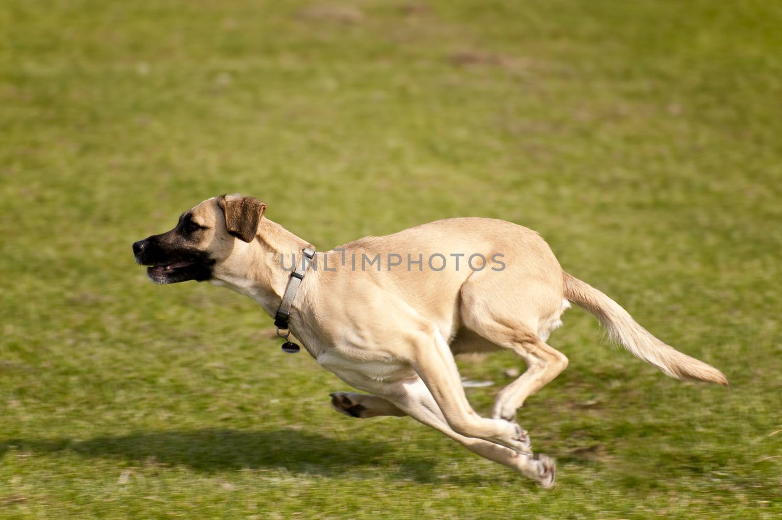 Dog Race