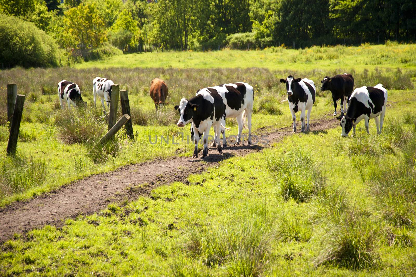 Cows on a Meadow