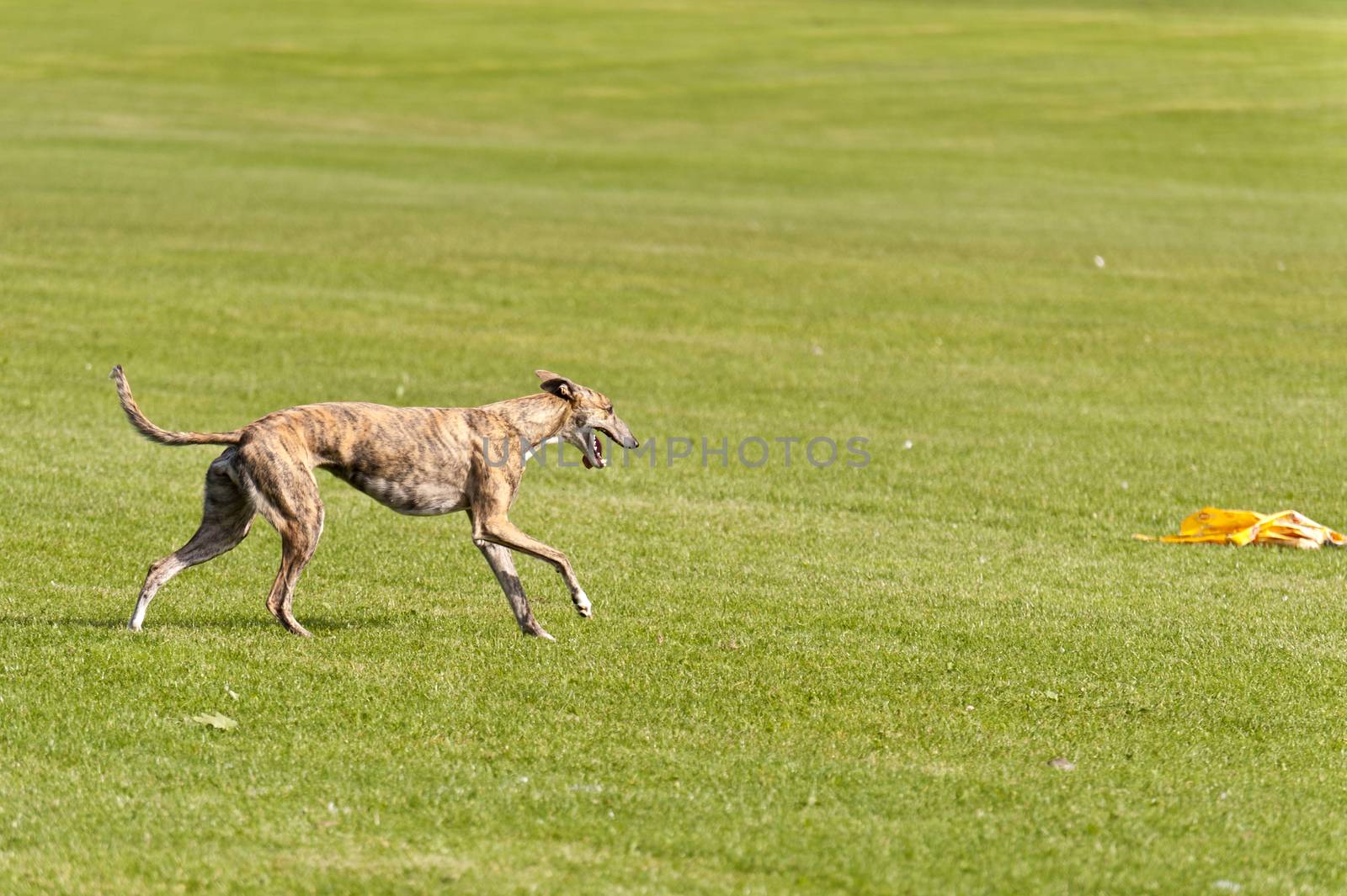 Dog Race