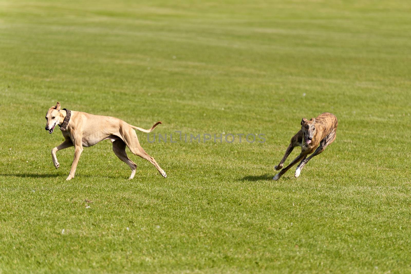 Dog Race