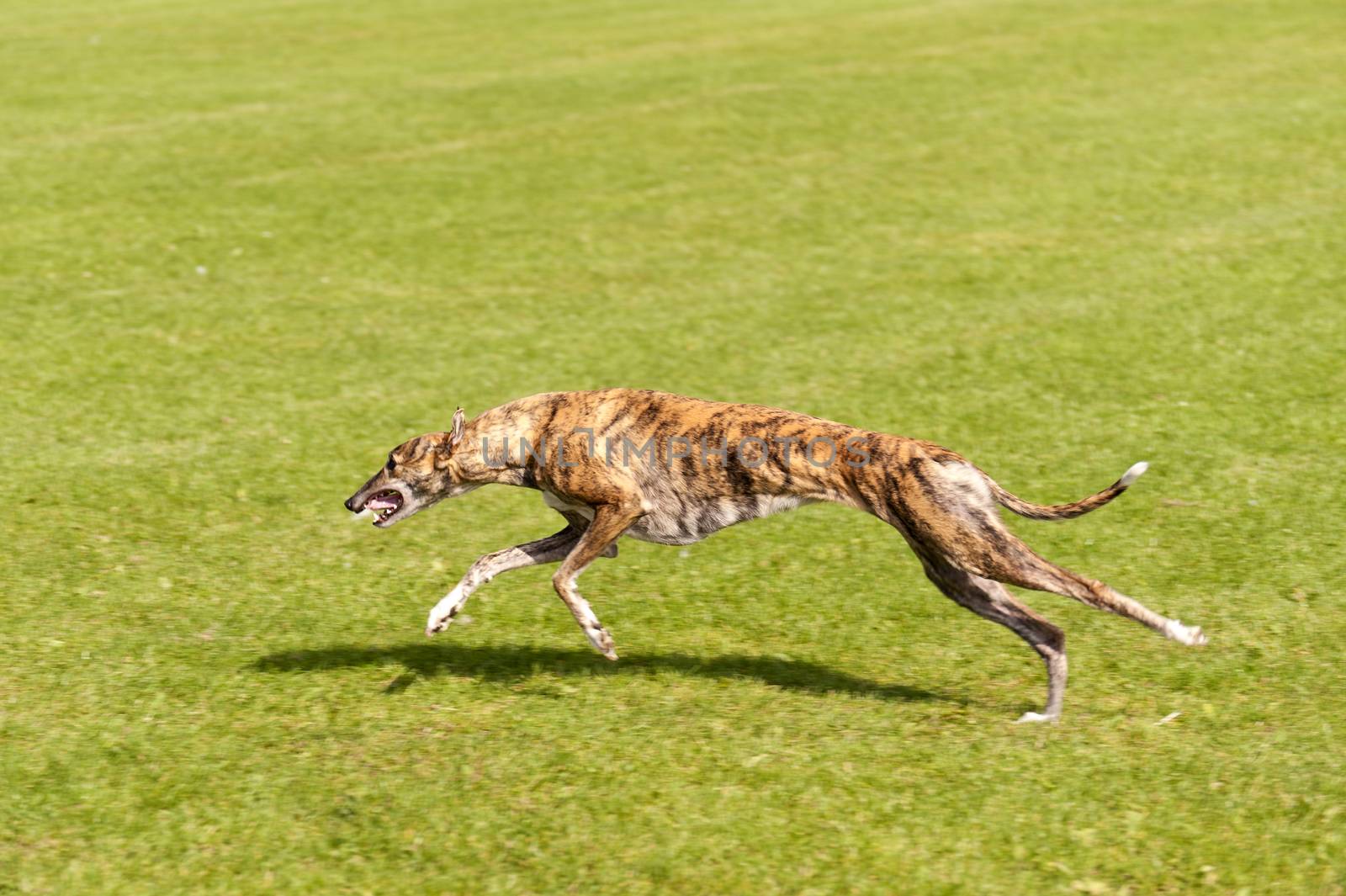 Dog Race