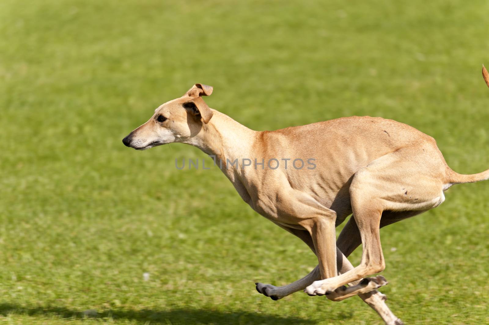 Dog Race