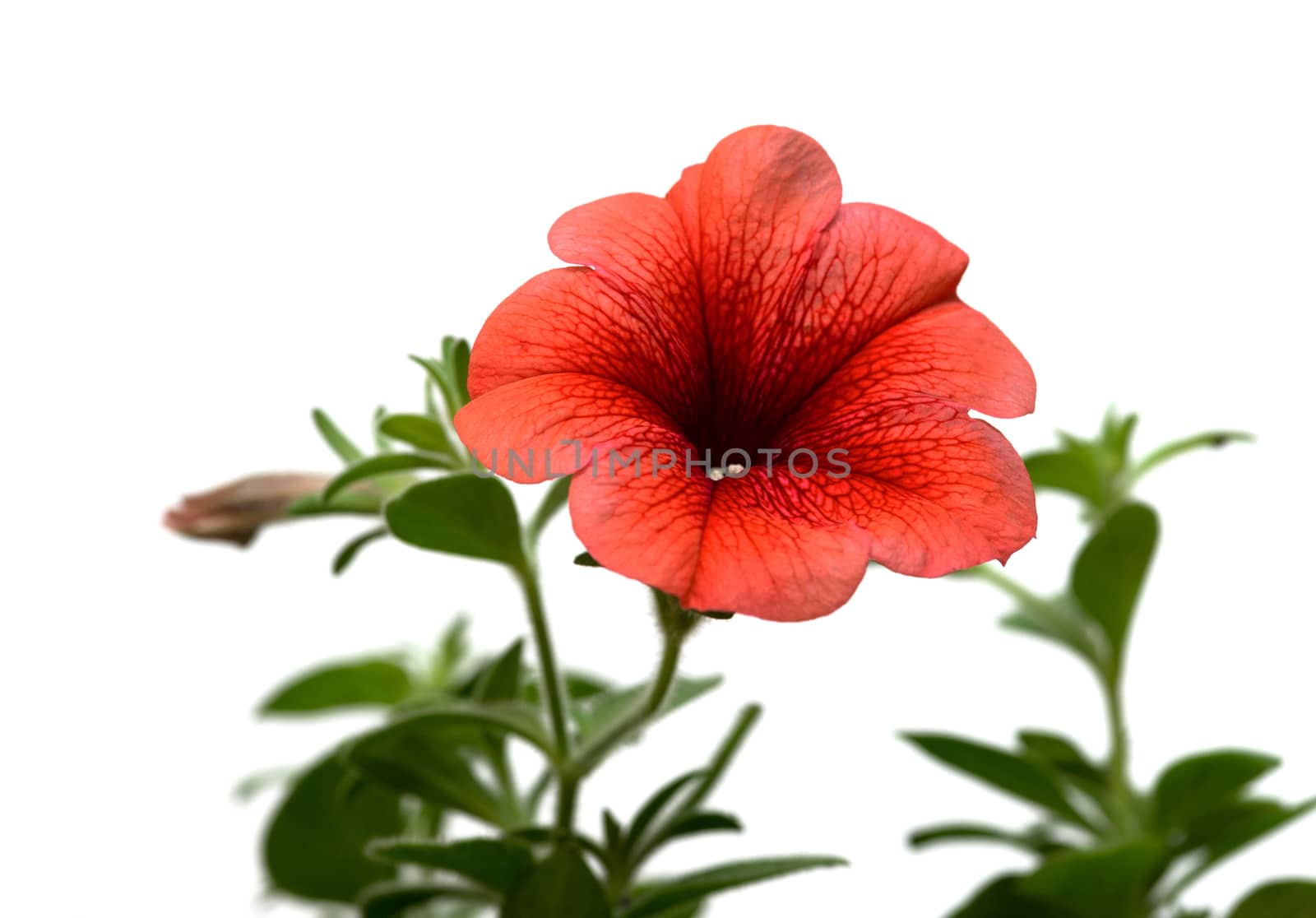 Red surfinia isolated on white background