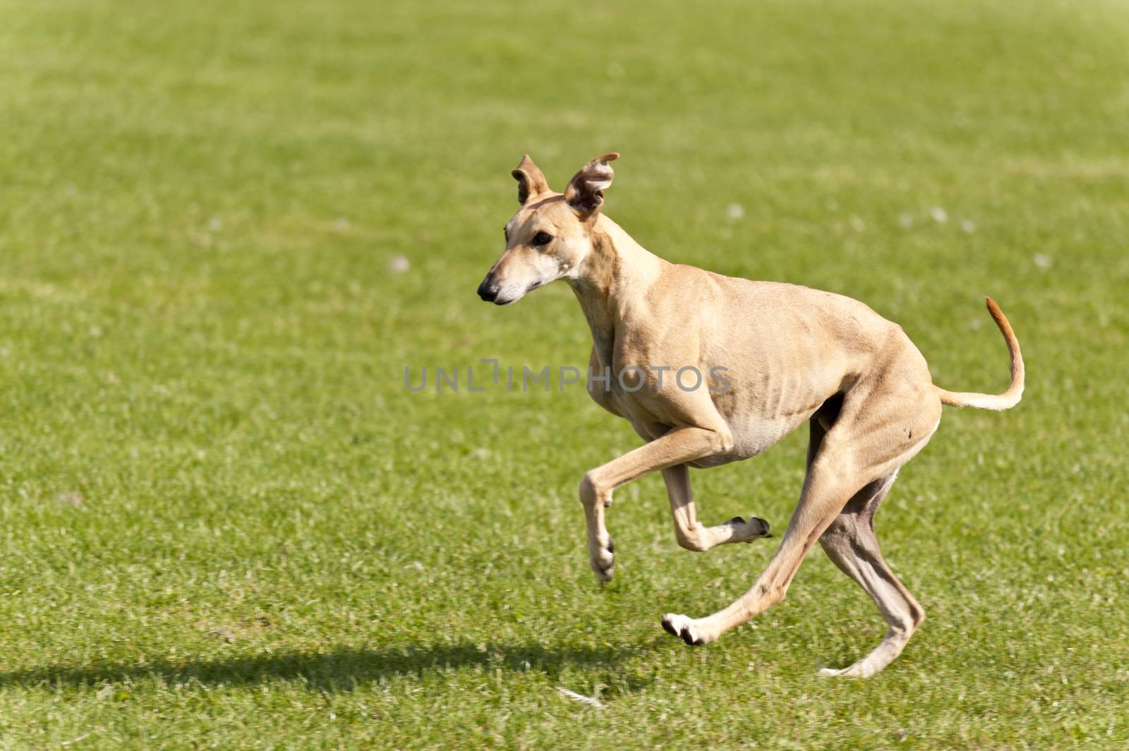Dog Race