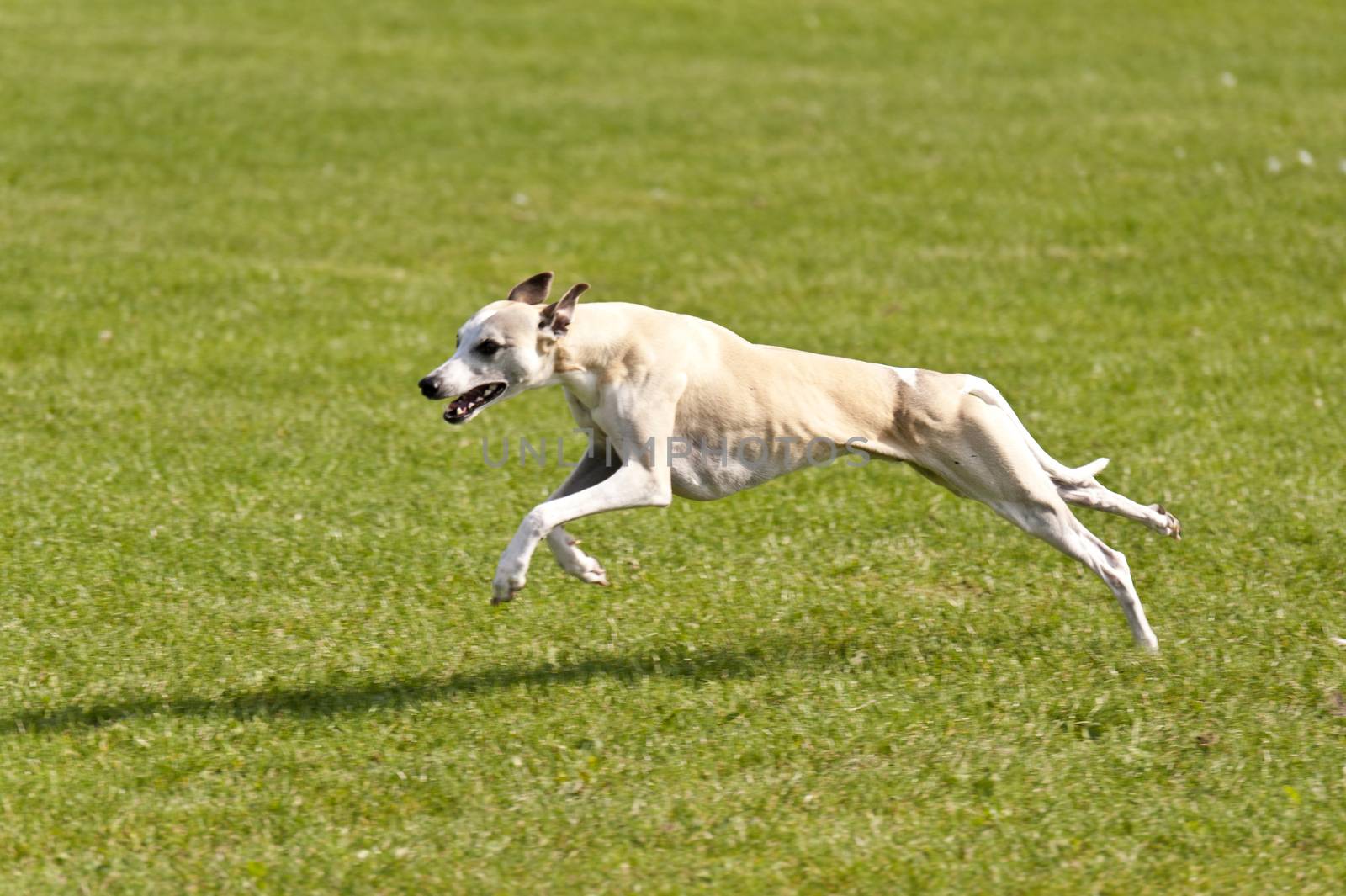 Dog Race