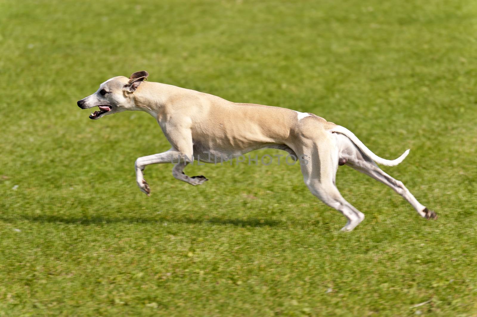Dog Race