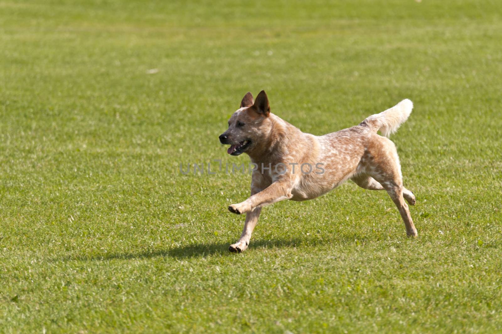 Dog Race