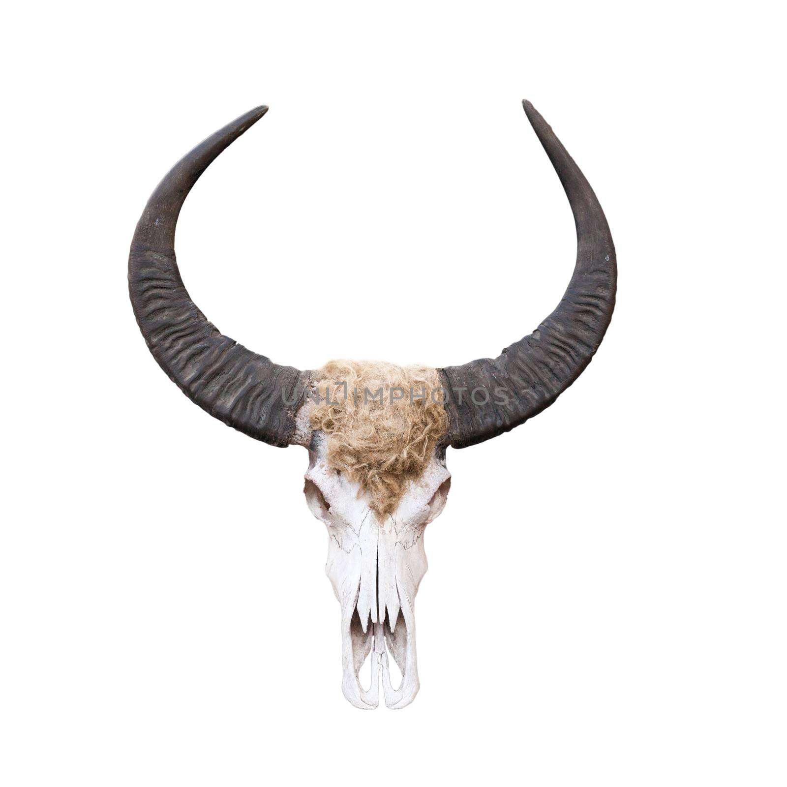 Buffalo skull isolated on white . by nopparats