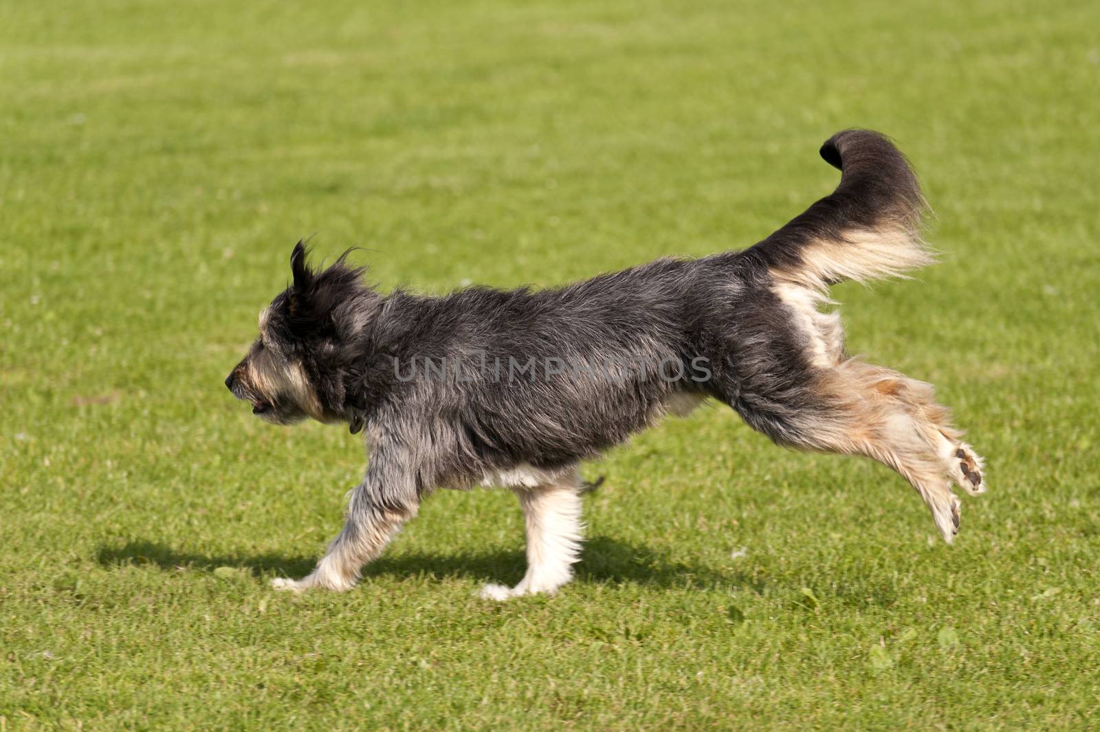 Dog Race