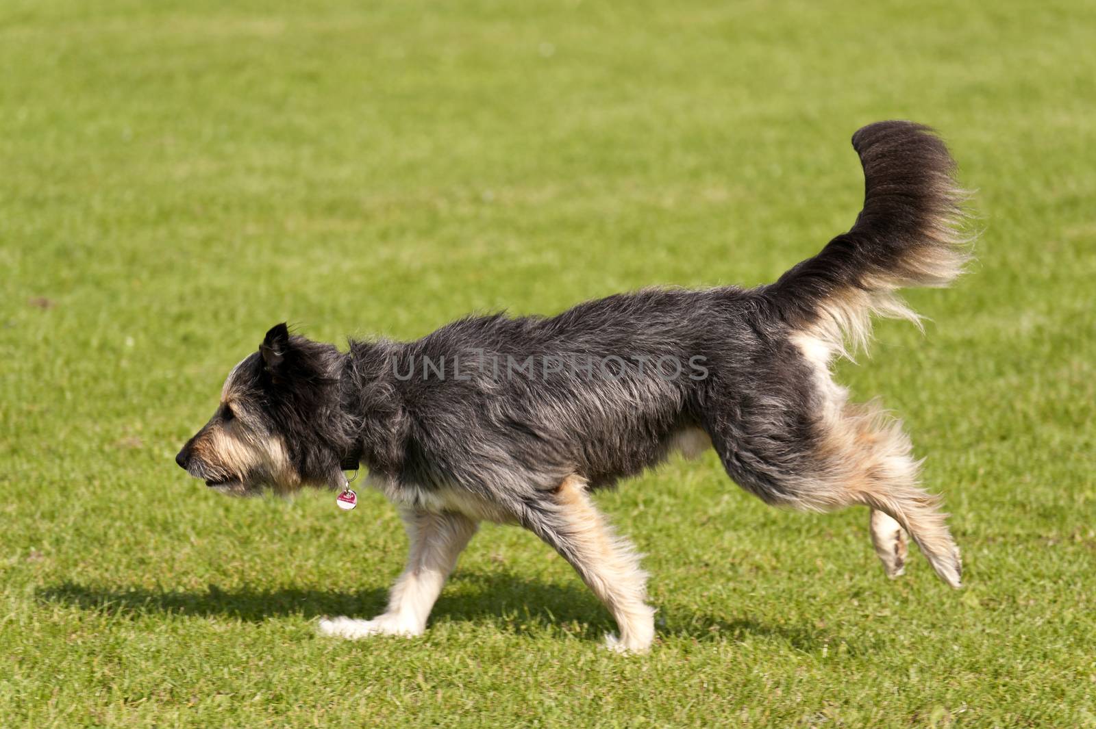 Dog Race