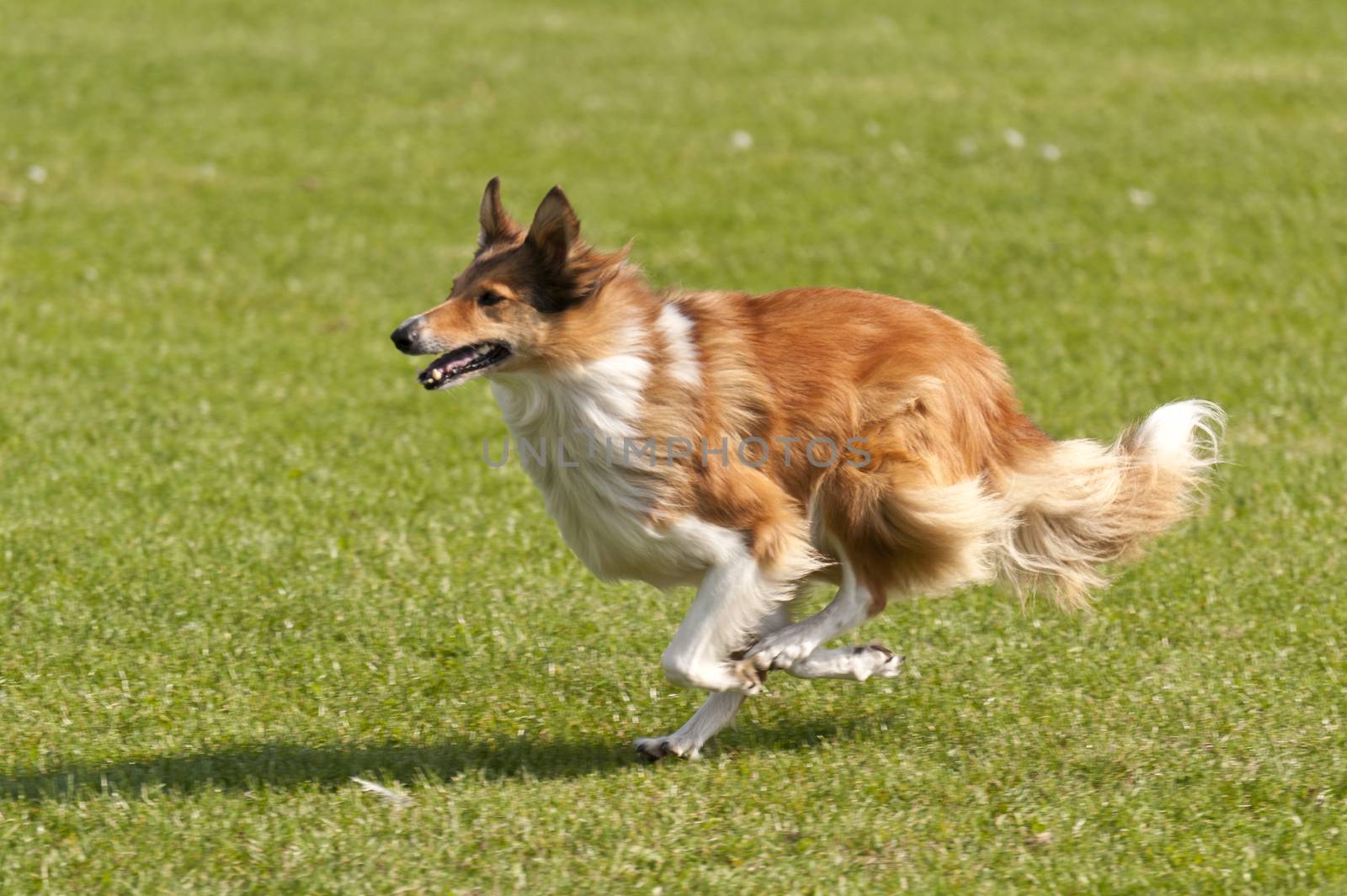 Dog Race