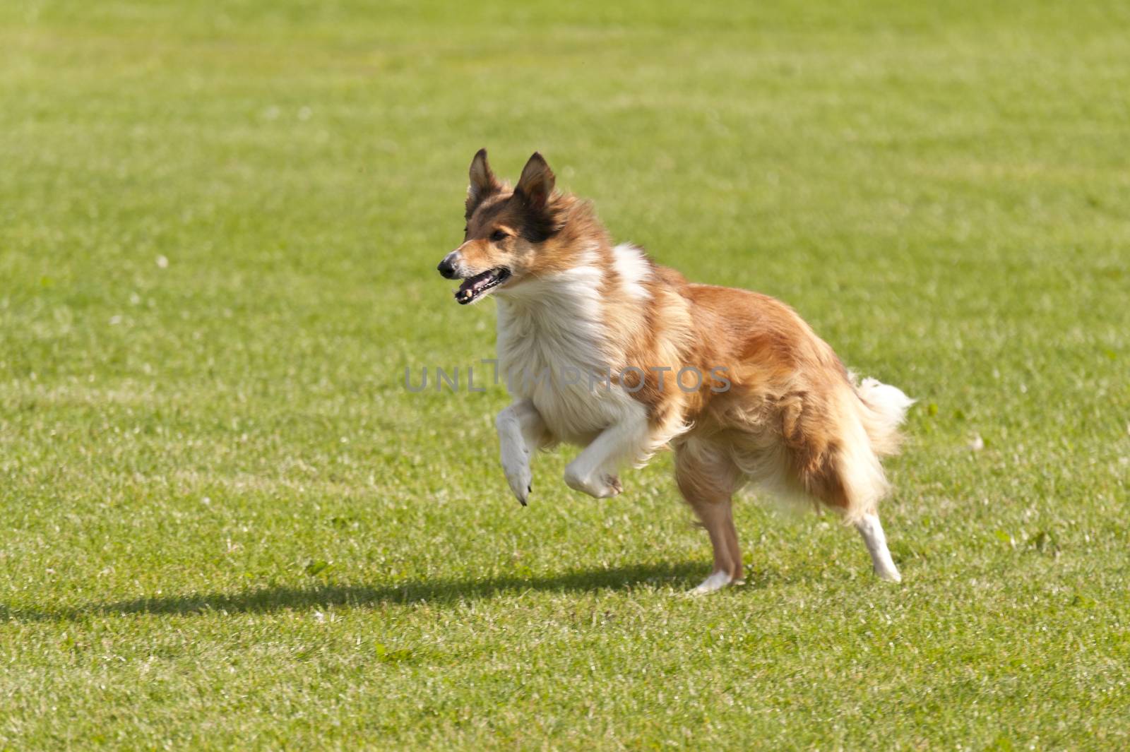 Dog Race